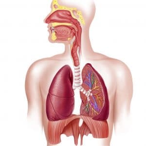 Overview of Respiration in Human Beings